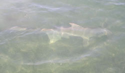 Hammerhead Shark
